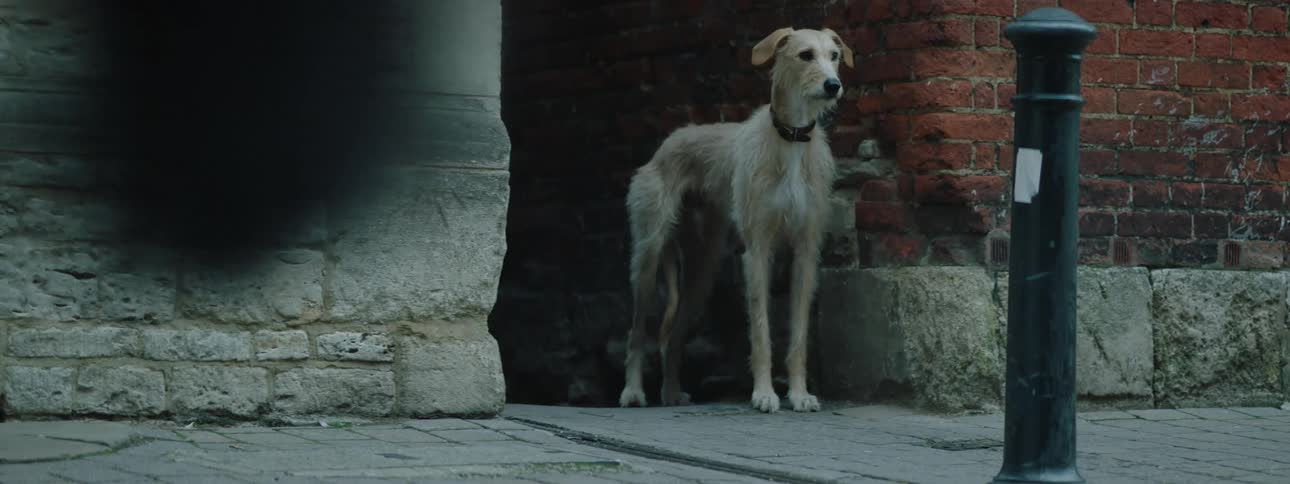 A dog looks around as several people walk by