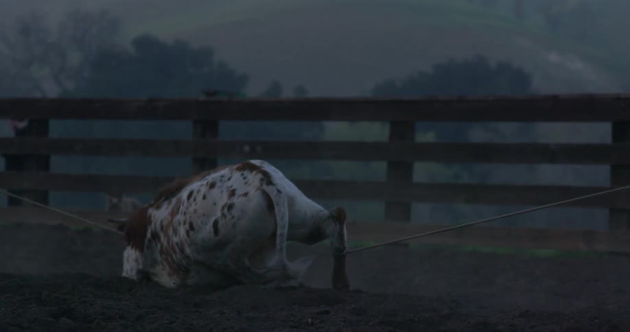 A cow being brought to the ground