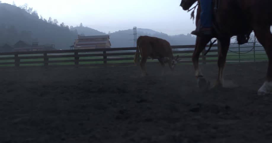 Two horses and a cow in a pen