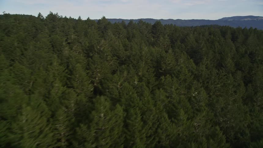 Aerial view of a mountainous landscape covered in forests