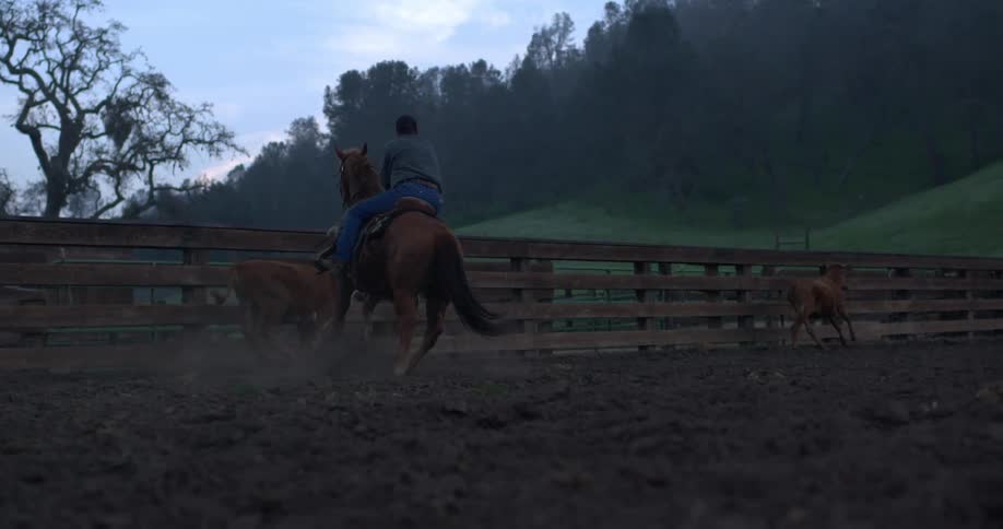 A man in a horse lassoing a calf