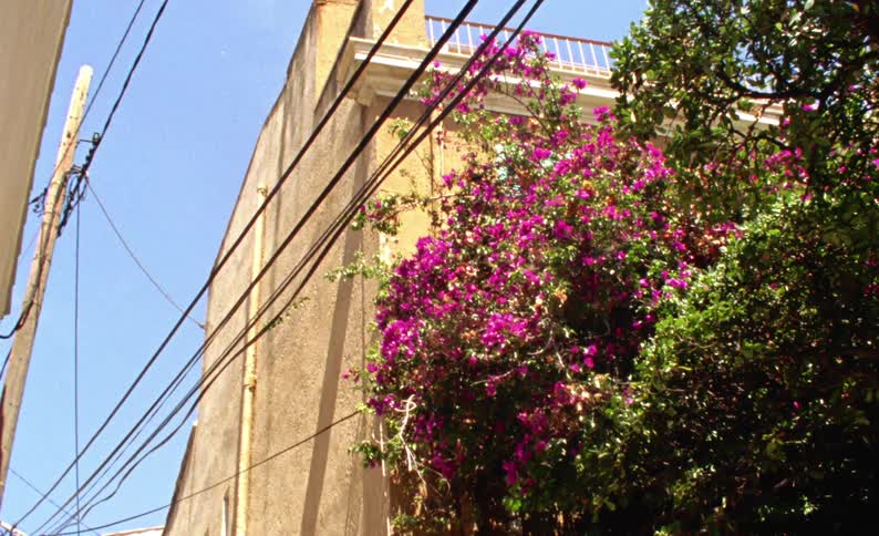 A huge number of flowers grow near a home in a suburb