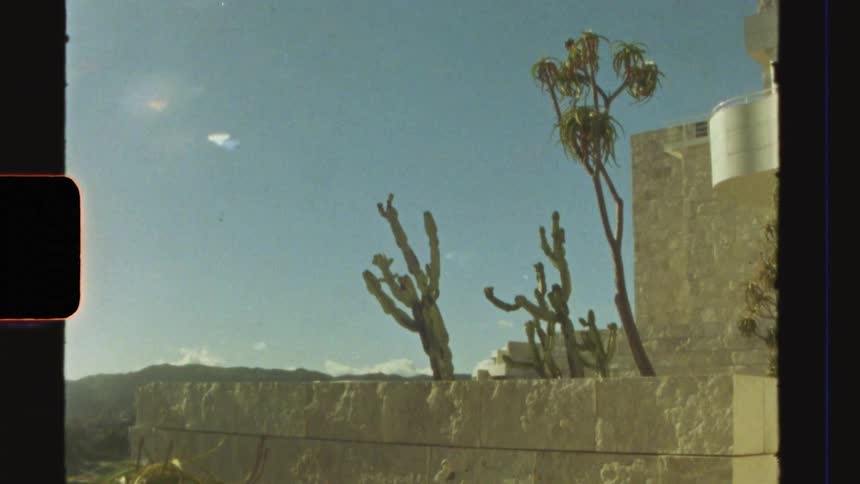 A cactus and a tree behind a beige wall met the blue sky in an old footage