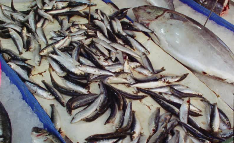 Several small fish that were caught are dead on the surface of a boat and there is a larger fish next to it