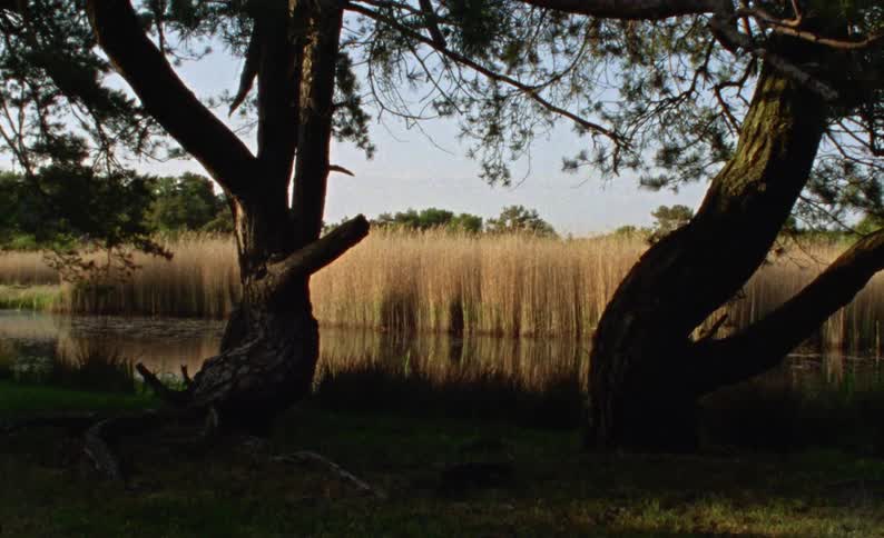 Trees by a river bank