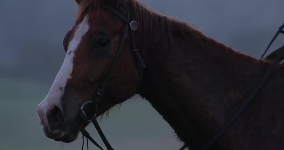 Up close of a horse