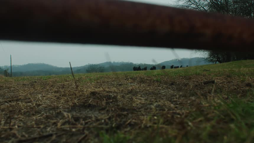 Rural openair field with oxen in the background