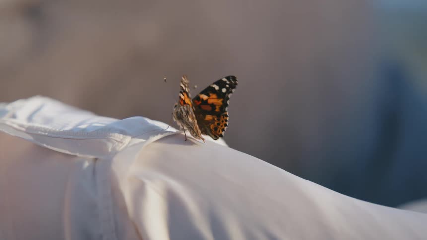 A butterfly slowly walking up a womans arm towards her shoulder