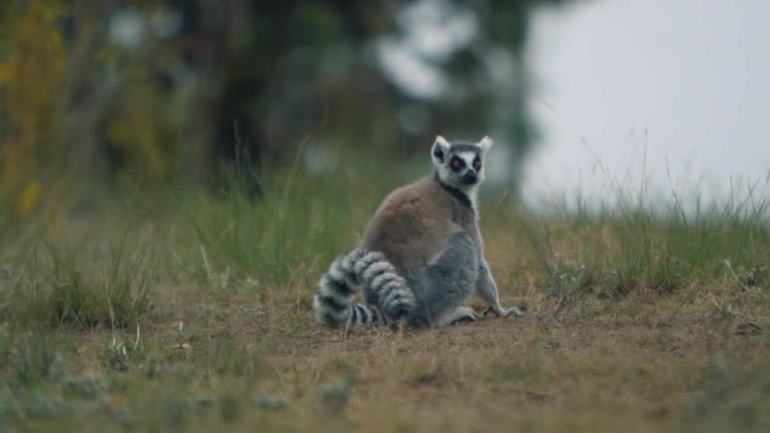 Ring tailed lemur looks around while crouching in grassy field