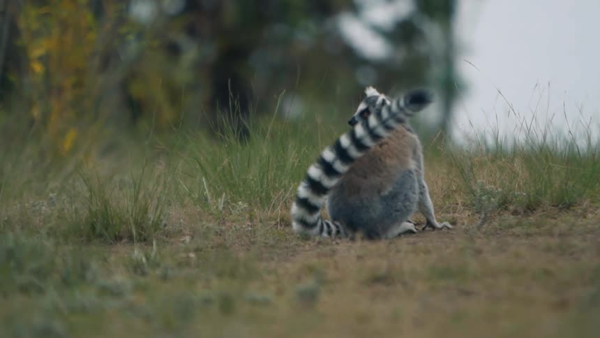 Lemur and grass in an open forest looking to the sides