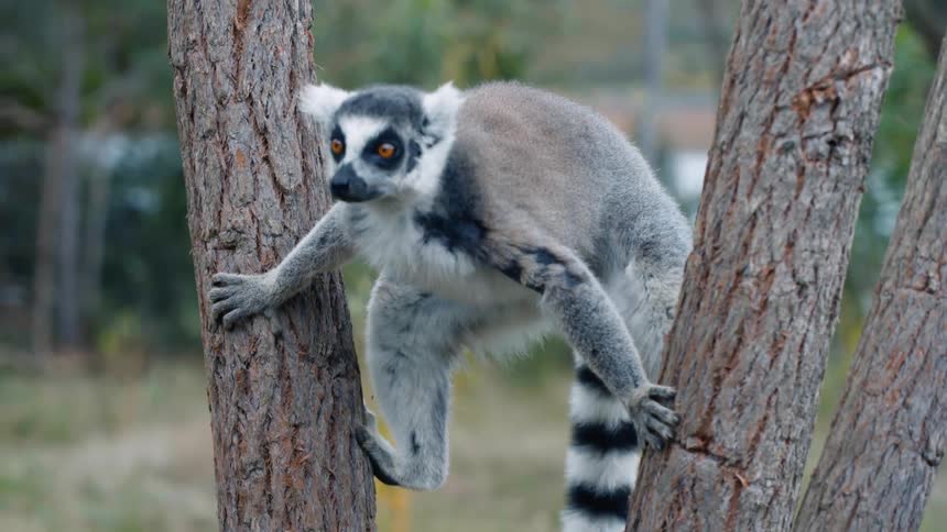A lemur clings to tree trunks while looking around