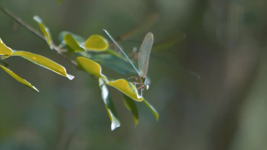 Several dragonfly hover around or sit on leaves