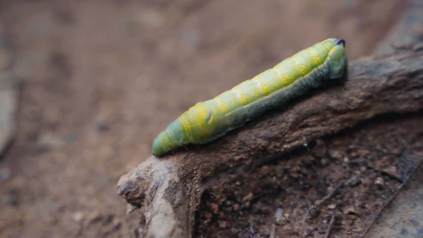 Green caterpillar walking on a tree trunk