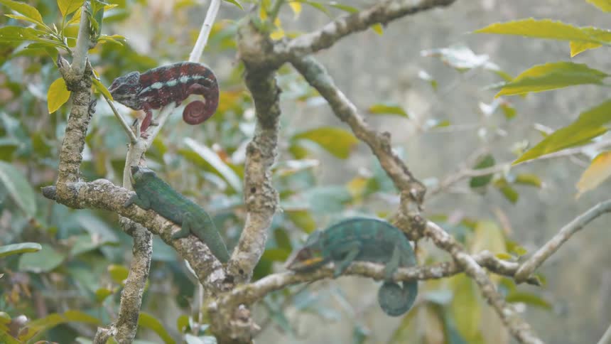 A group of chameleons resting on the branches of a small tree