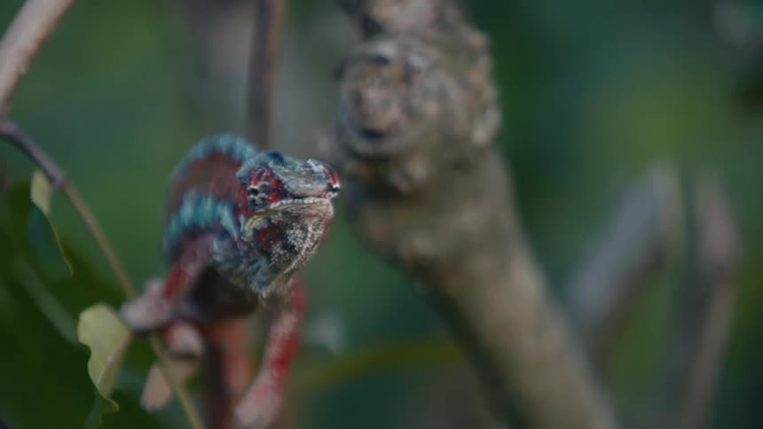 A chameleon catches a bug with its tongue