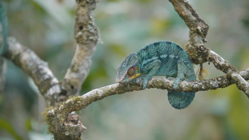 One chameleon clings to a branch while another walks away