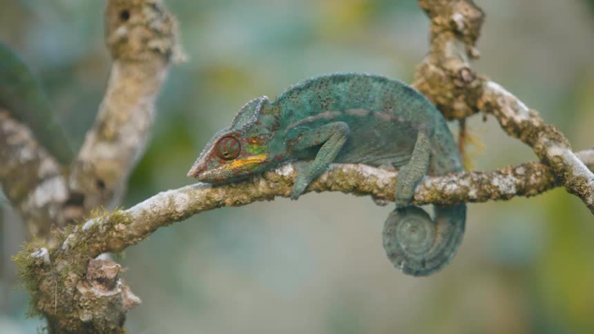 Small blue lizard on a thin tree trunk moving only its eyes