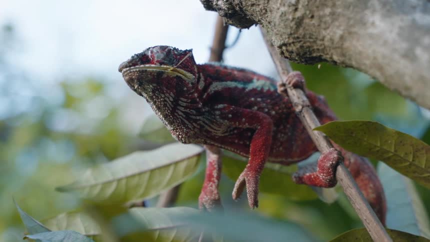 The chameleon is hanging from the branch