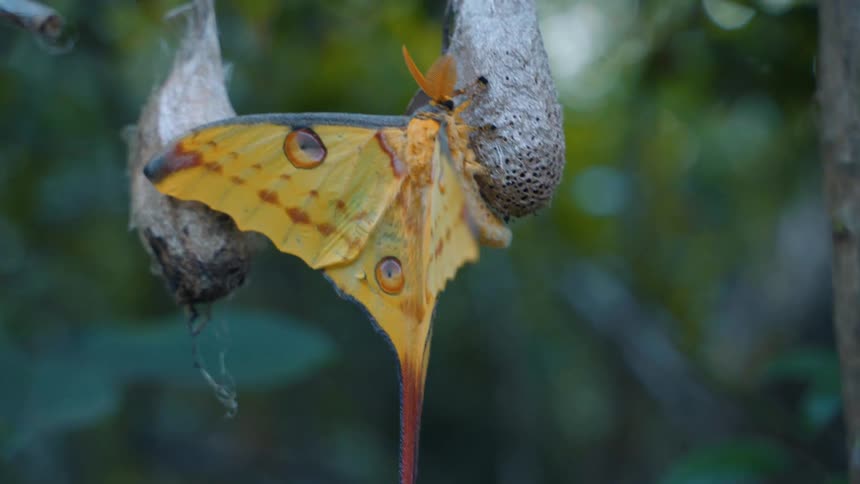 Brightly colored butterfly flutters while hanging on cocoon attached to a twig