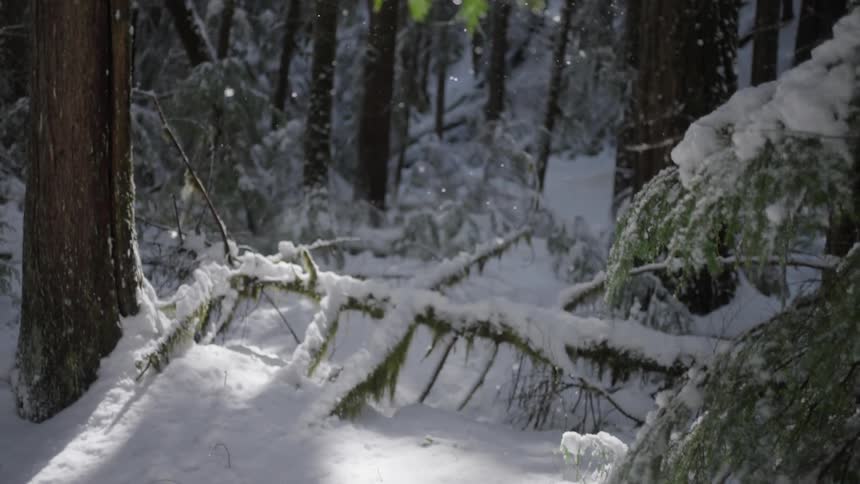 Snow falling in a forest