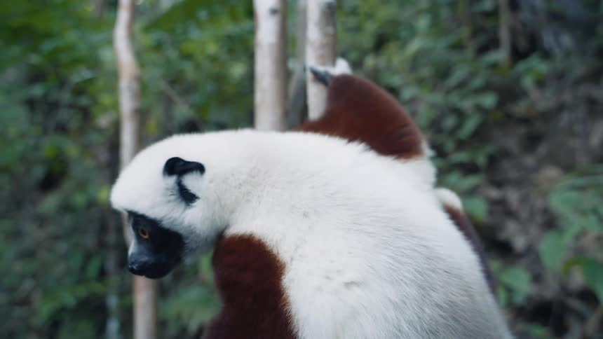 Lemur with white and brown fur clings to a tree while it chews
