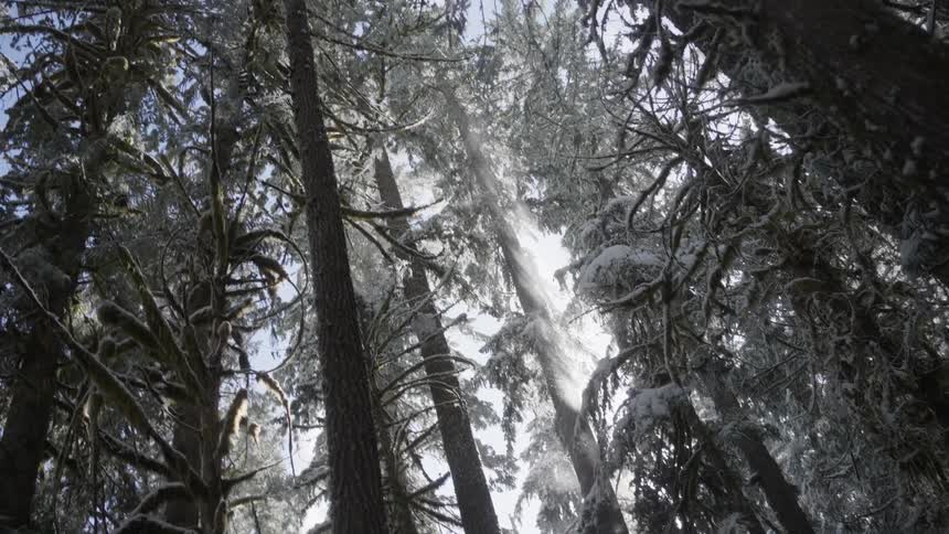 Trees in a snowcovered forest during the day