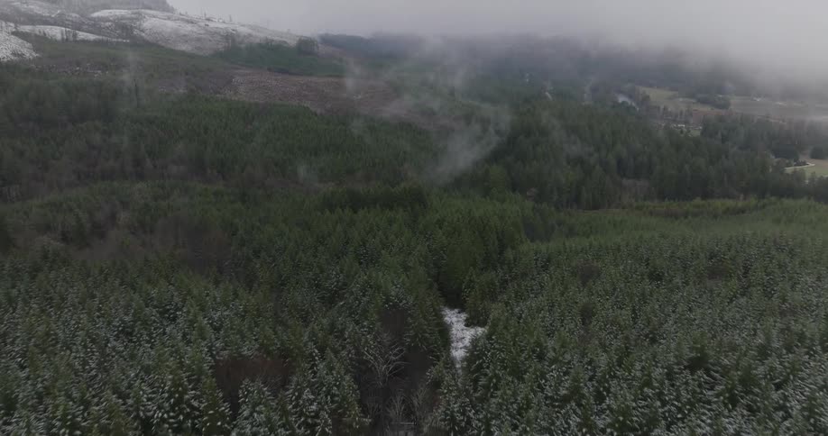 Aerial scenery of a forest with conifers and greenish clouds and as they should in indian