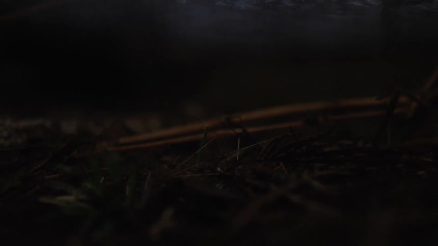 Extreme closeup of dry foliage inside a lake