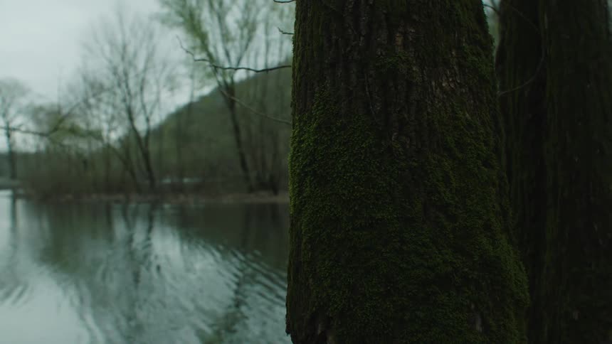 Scenery of a lake in a forest on a cloudy day