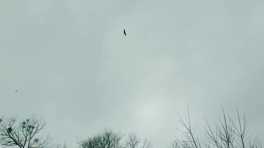 Birds fly over the tops of trees