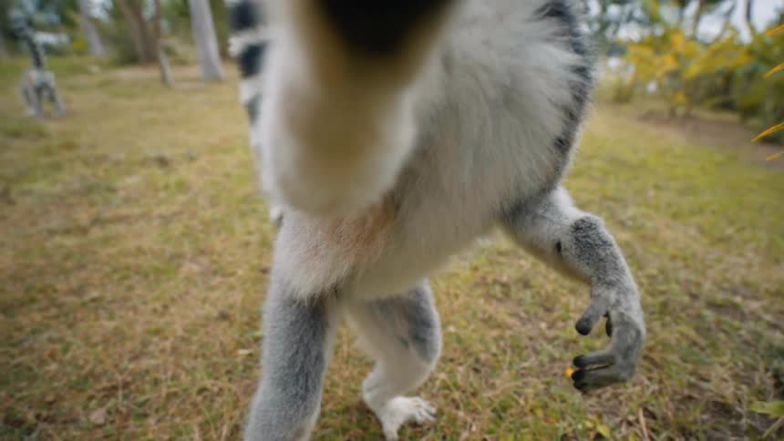 A clip of a raccoon looking at the lens
