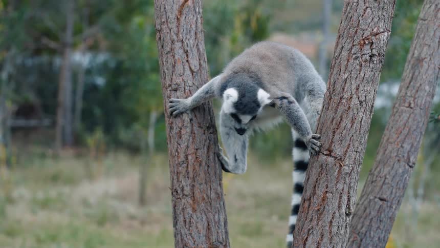 A clip of a lemur climbing down a tree