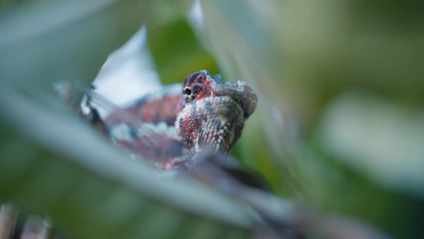 The chameleon is sitting on the branch