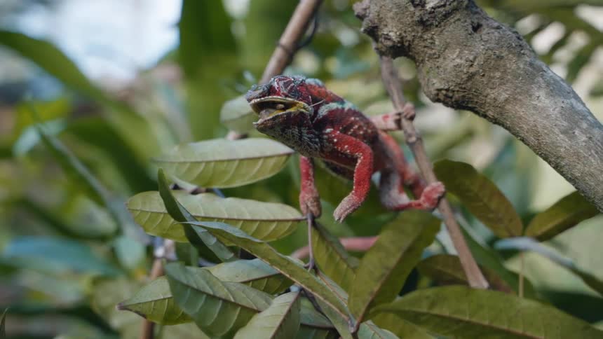 A red chameleon shoots its tongue out