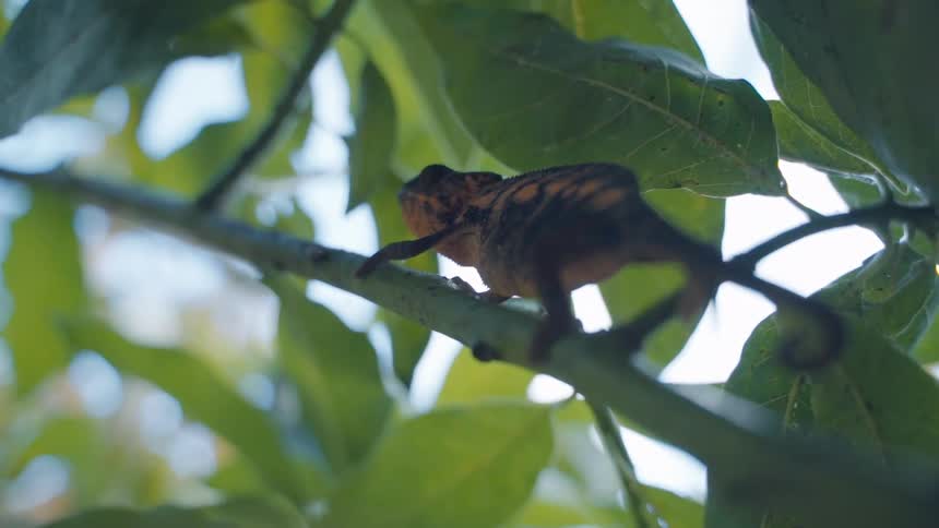 A close up clip of a reptile on a green plant