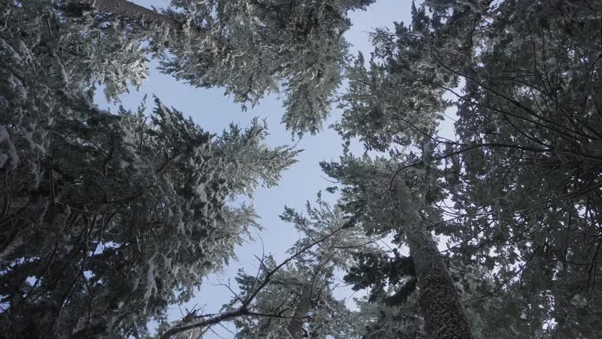 Upward view of snowcovered trees in a forest on a blue sky day
