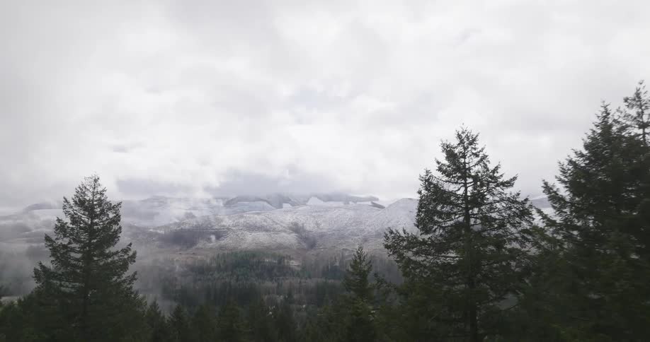 Aerial view of a pine tree forest with a mountain range obscured by clouds in the background