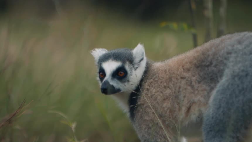 The lemur turns around in the grass