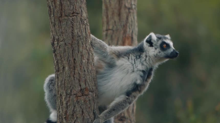 A lemur clings to a tree trunk chewing its food and then hangs it looking around