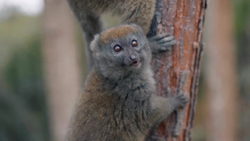 A couple of lemurs hanging from a tree branch
