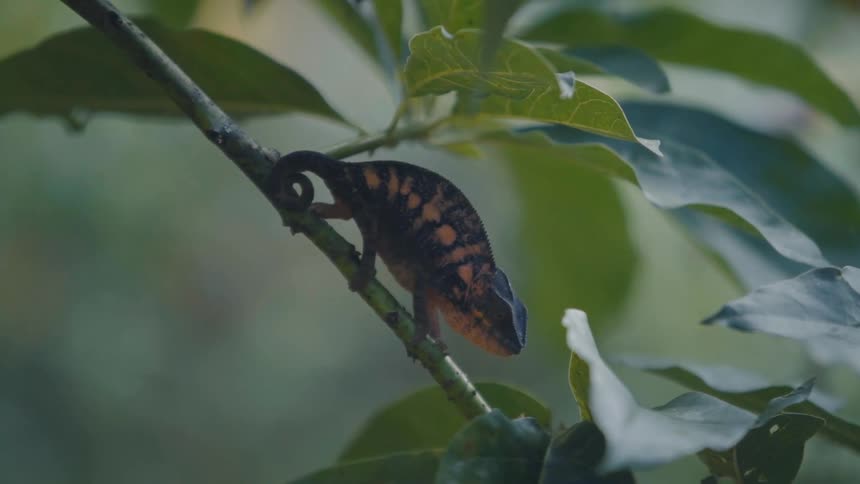 Patterned chameleon clings to a branch covered in large leaves