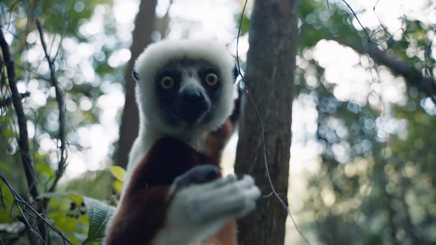 Close up of a lemur eating while hanging from a branch