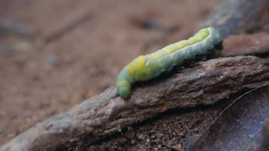 A green and yellow caterpillar slowly crawls over a tree root