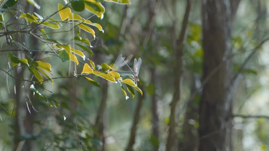 Several dragonflies hover near a leaf or sit on one