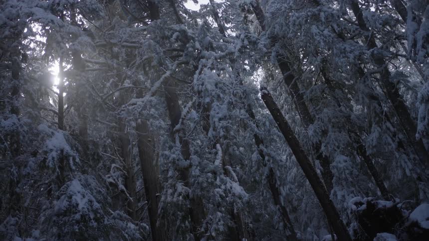 A snow covered forest