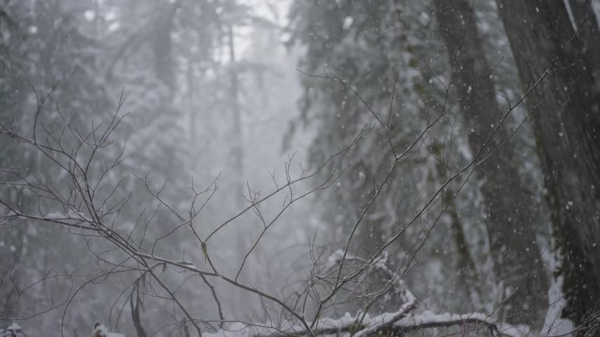 Snowing in a forest during the day