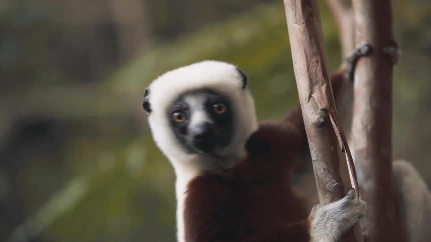 Lemur on a tree trunk chewing with its mouth