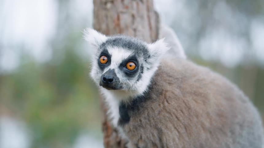 A clip of a lemur on a tree