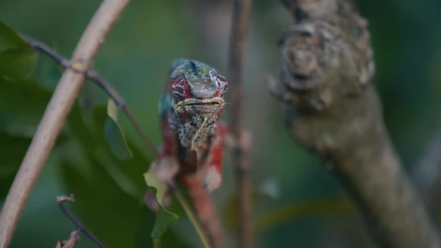 A chameleon on a tree branch opening and closing its mouth