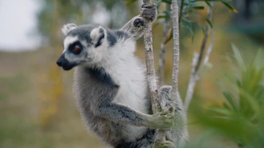 A lemur clings to a thin tree branch surrounded by green foliage